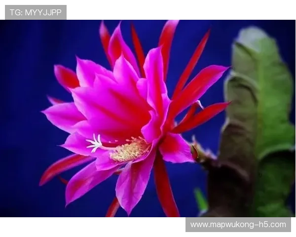 帕尔默当前高光表现能否持续 是否为昙花一现？